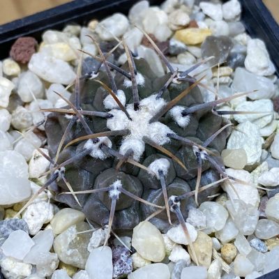 SH28289 Gymnocalycium vatteri select form
