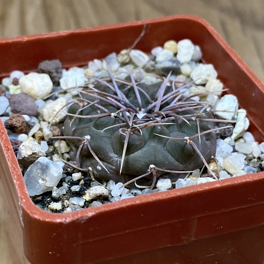 SH28290 Gymnocalycium intertextum - Image 2