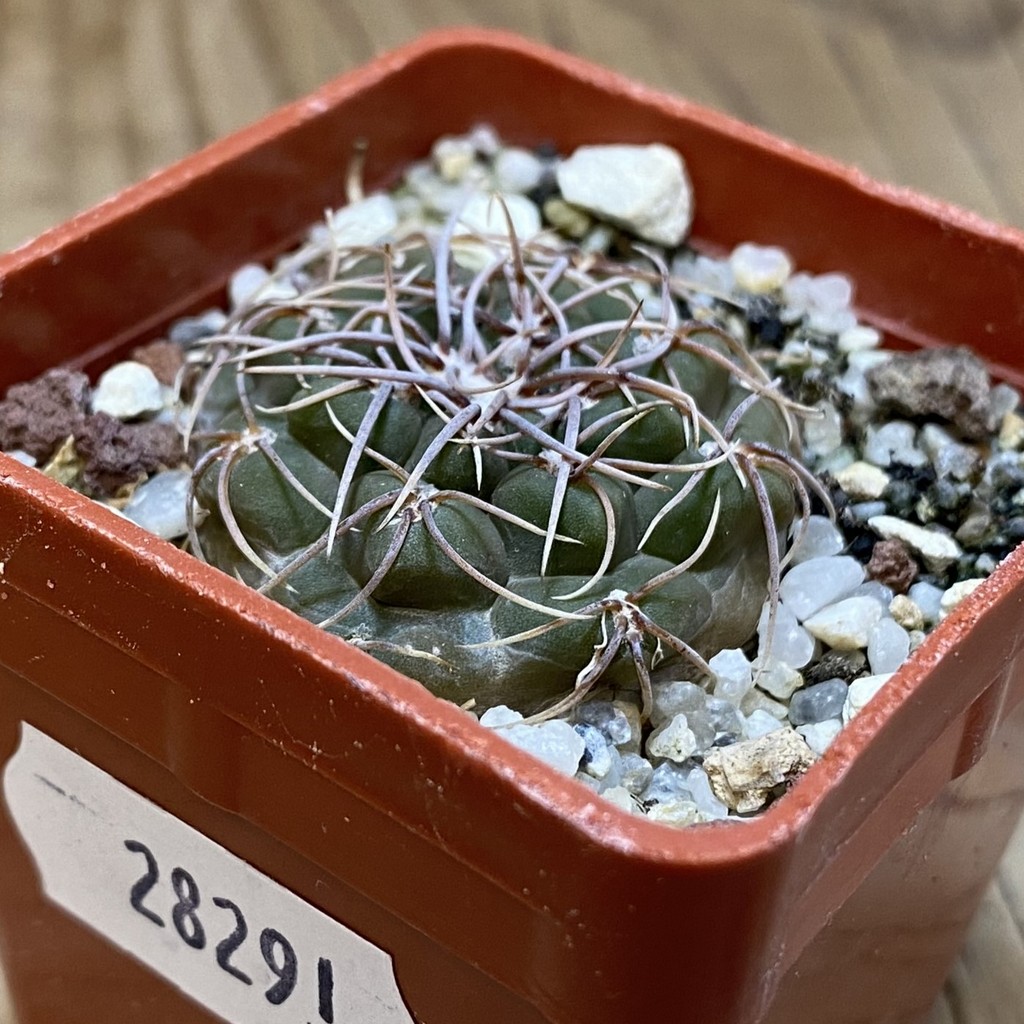 SH28291 Gymnocalycium intertextum - Image 2