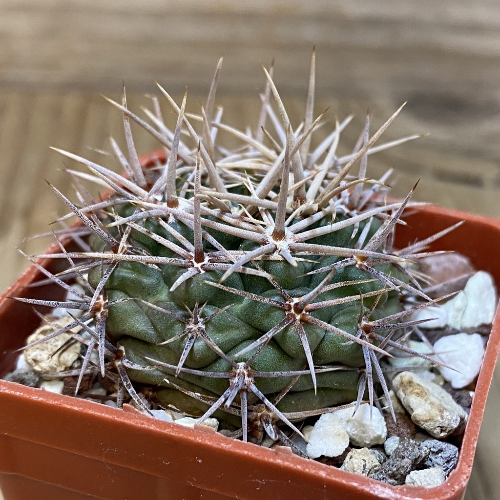 SH28239 Gymnocalycium neuhuberi - Image 2