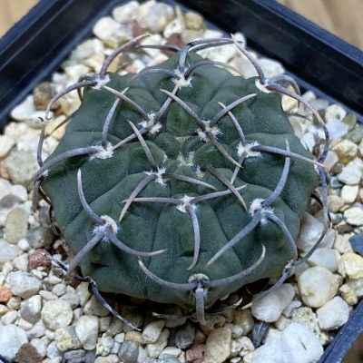 SH28293 Gymnocalycium vatteri