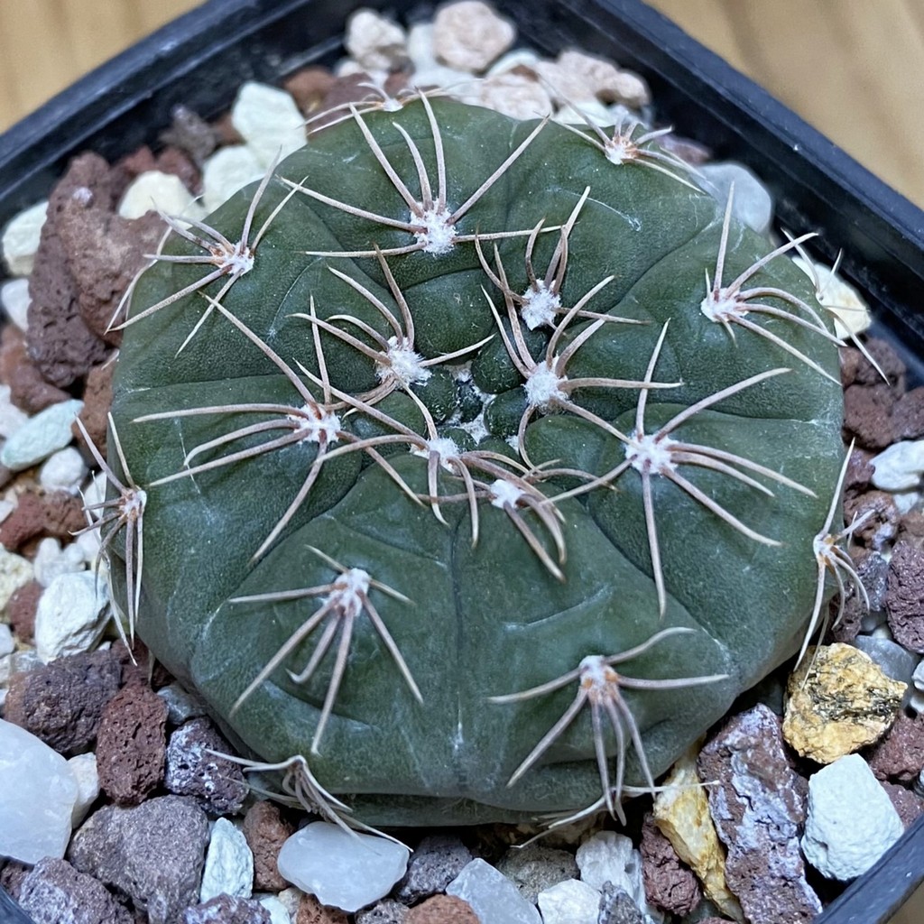 SH28295 Gymnocalycium fischeri MM 610