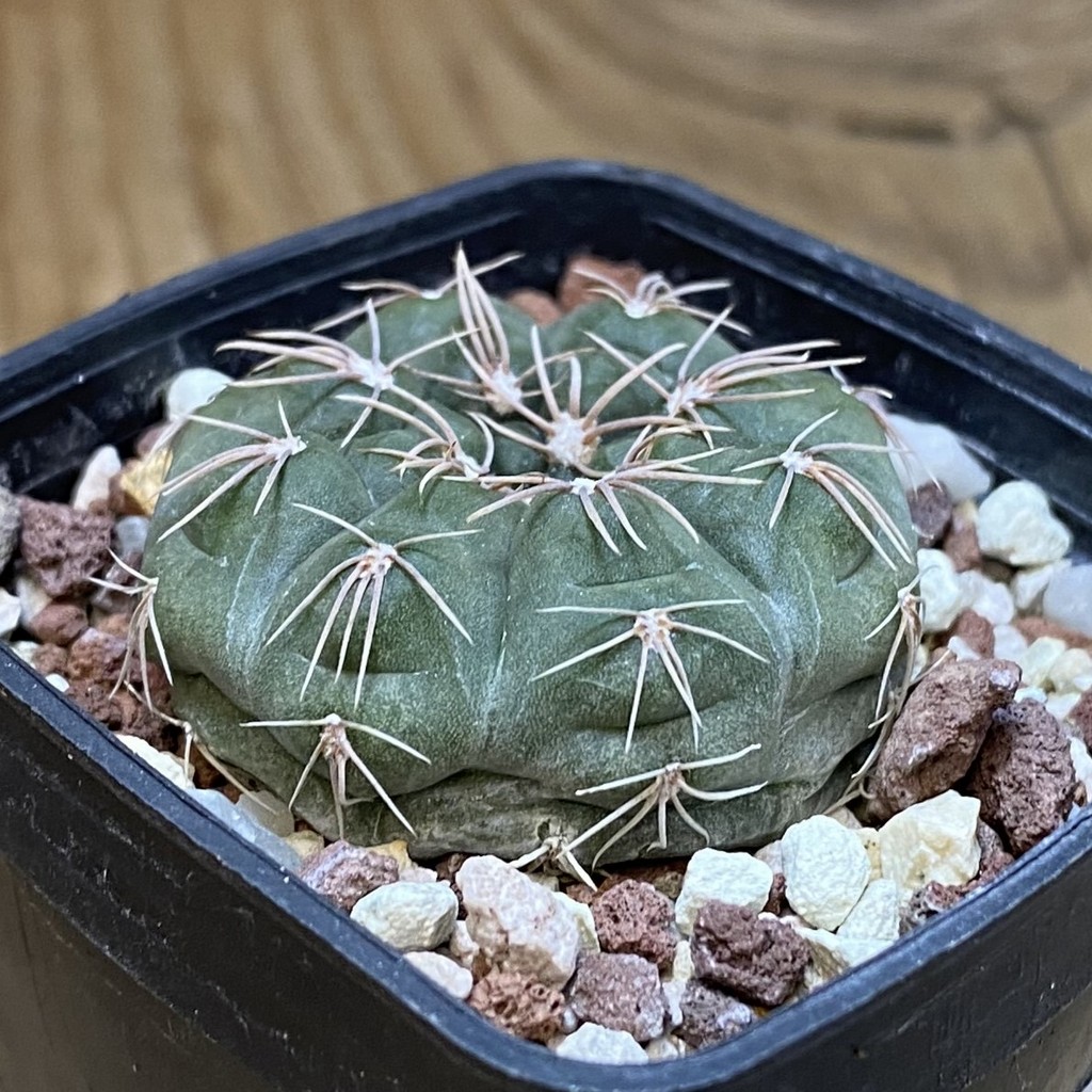 SH28295 Gymnocalycium fischeri MM 610 - Image 2