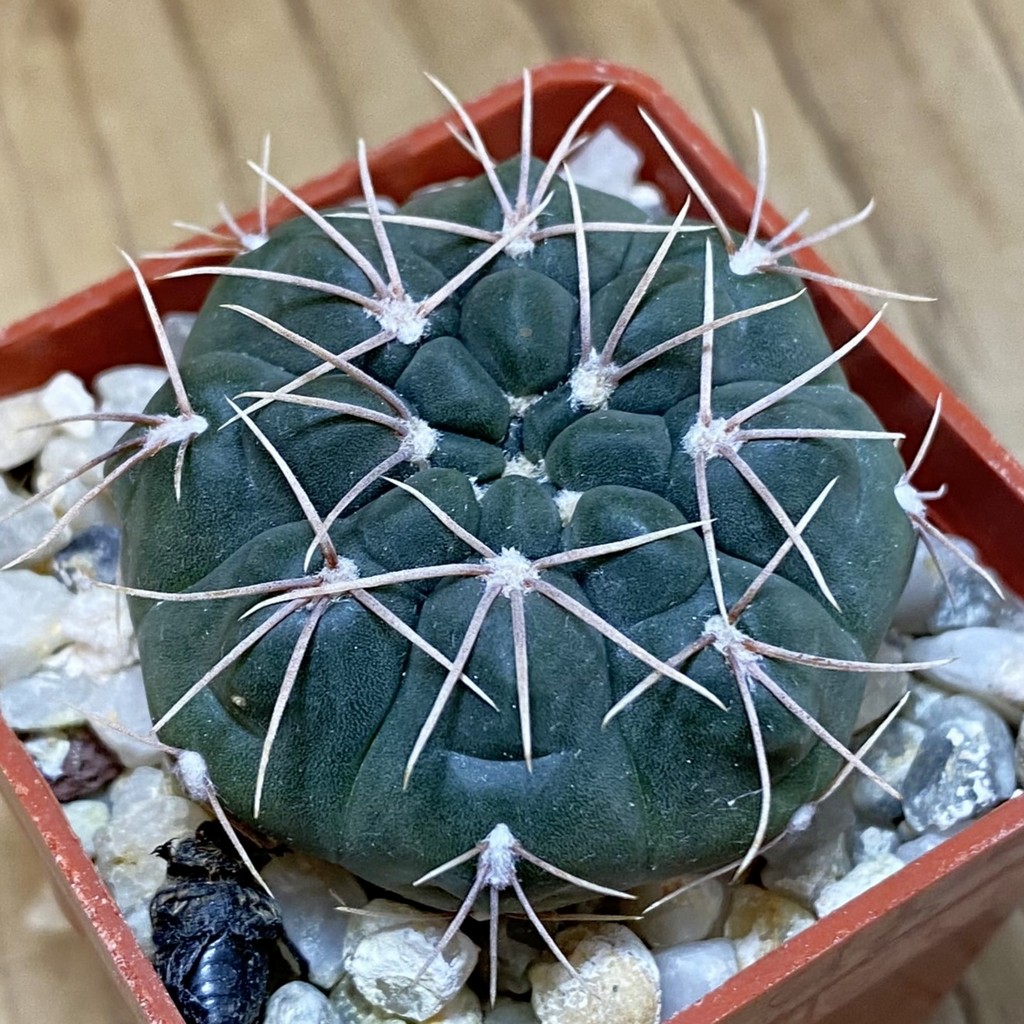 SH28297 Gymnocalycium aff. baldianum