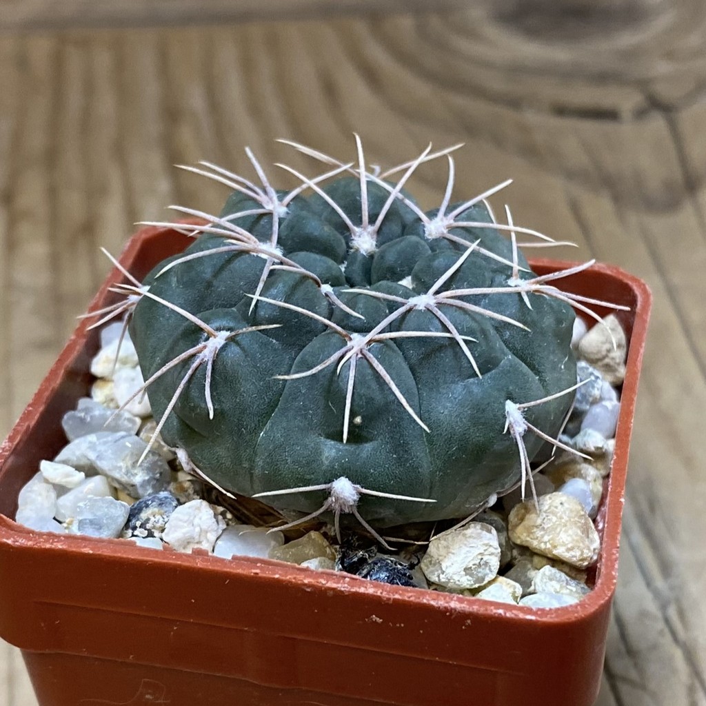 SH28297 Gymnocalycium aff. baldianum - Image 2