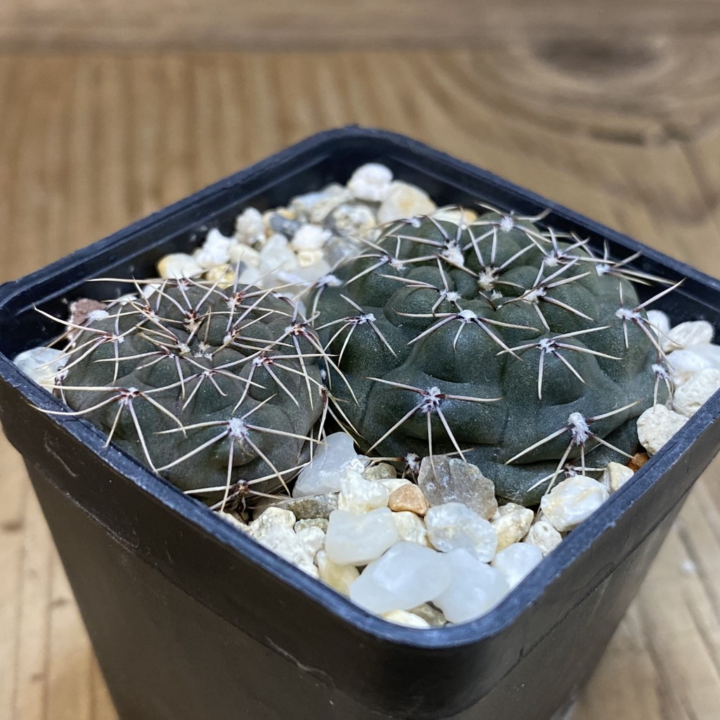 SH28240 Gymnocalycium robustum, 2 plants - Image 2