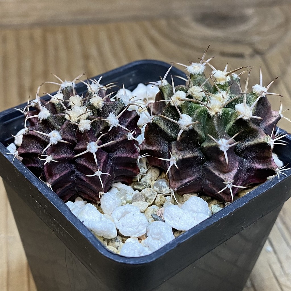 SH28242 Gymnocalycium mihanovichii mix hybrid - Image 2