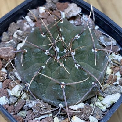 SH28244 Gymnocalycium vatteri v. altautinense