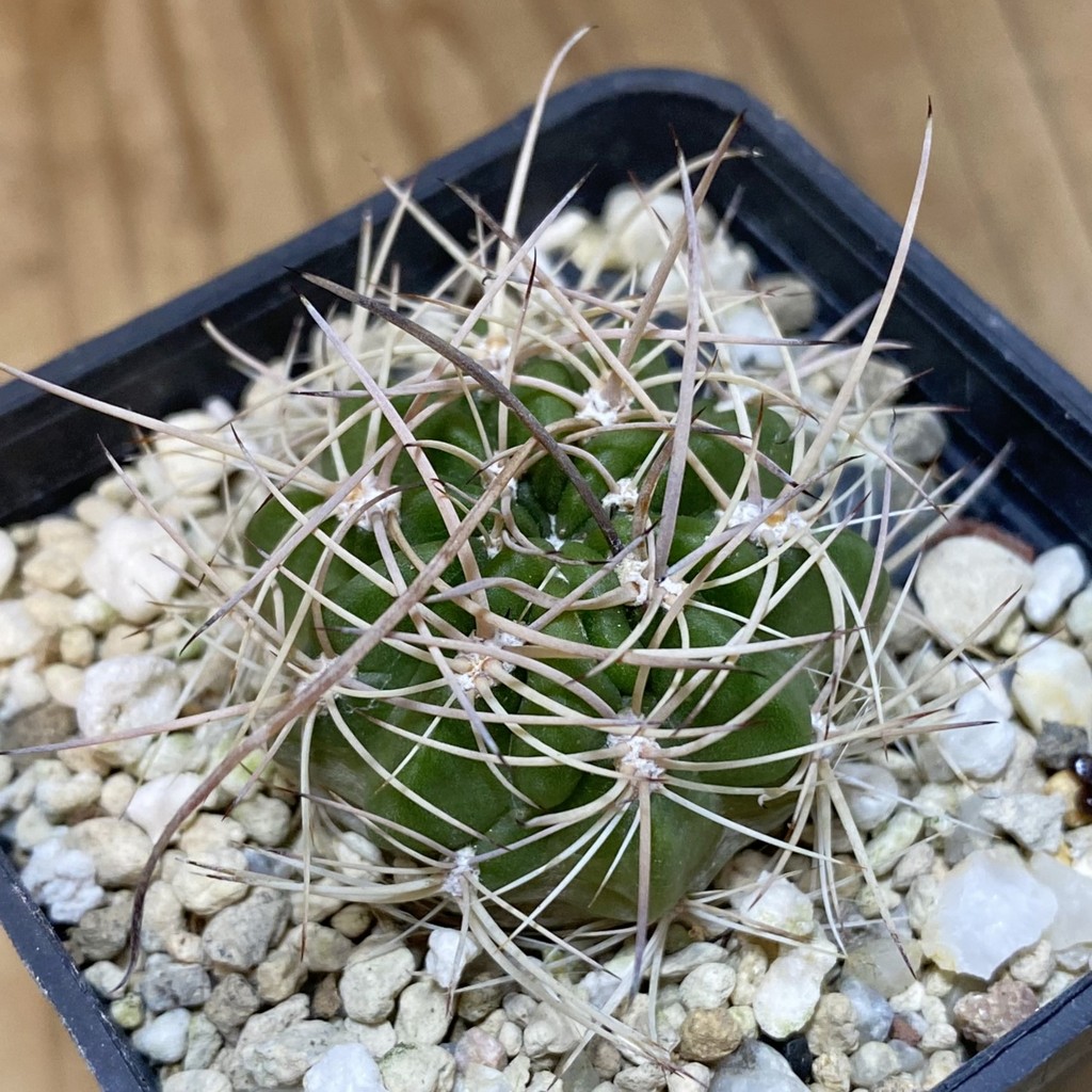 SH28247 Lobivia hybrid