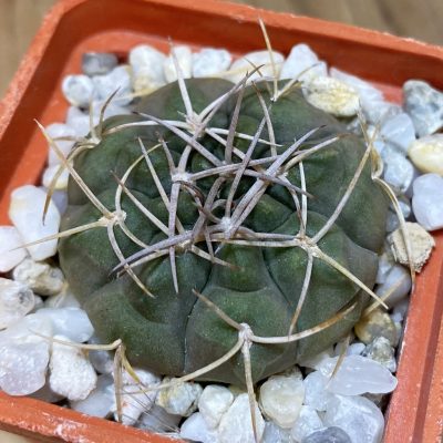 SH28235 Gymnocalycium rhodantherum