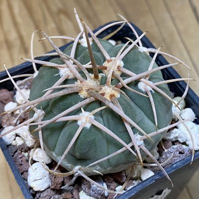 SH28254 Gymnocalycium bayrianum TOM 841/1