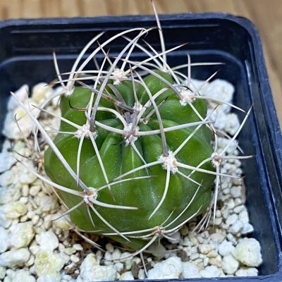 SH28256 Lobivia hybrid