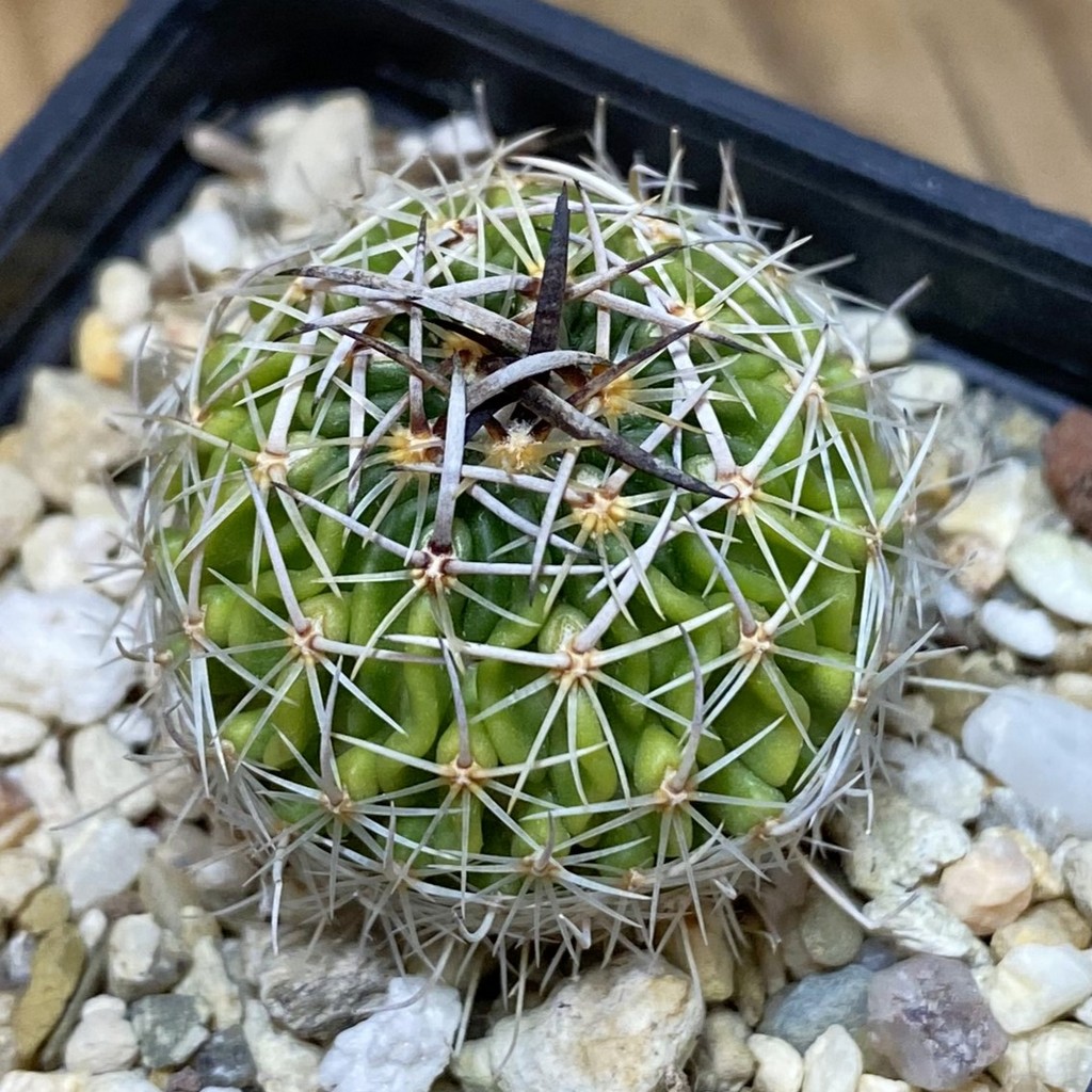 SH28257 Echinofossulocactus sp. CB 011075