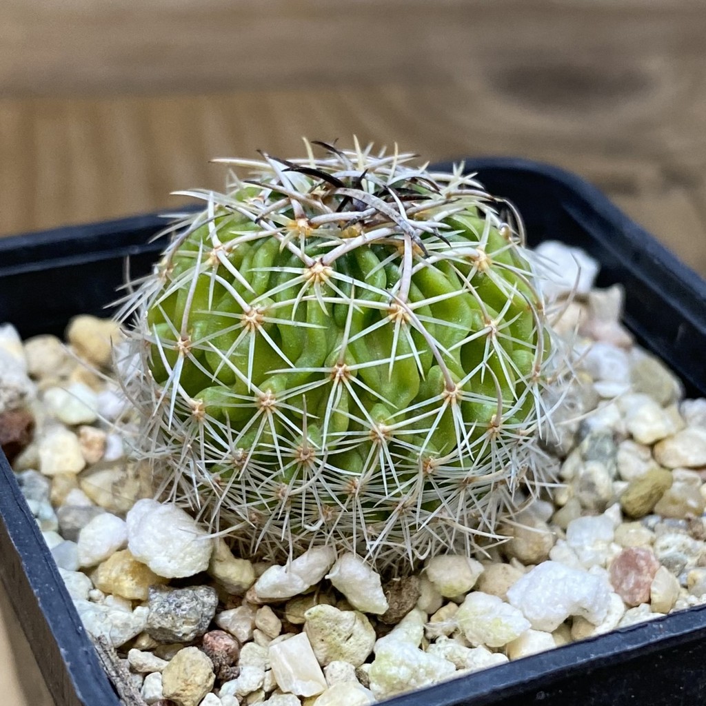 SH28257 Echinofossulocactus sp. CB 011075 - Image 2