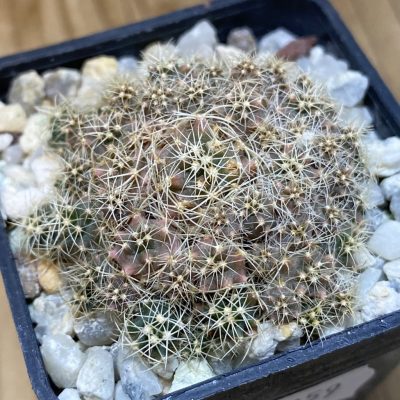 SH28259 Coryphantha sulcata f. monstrosa