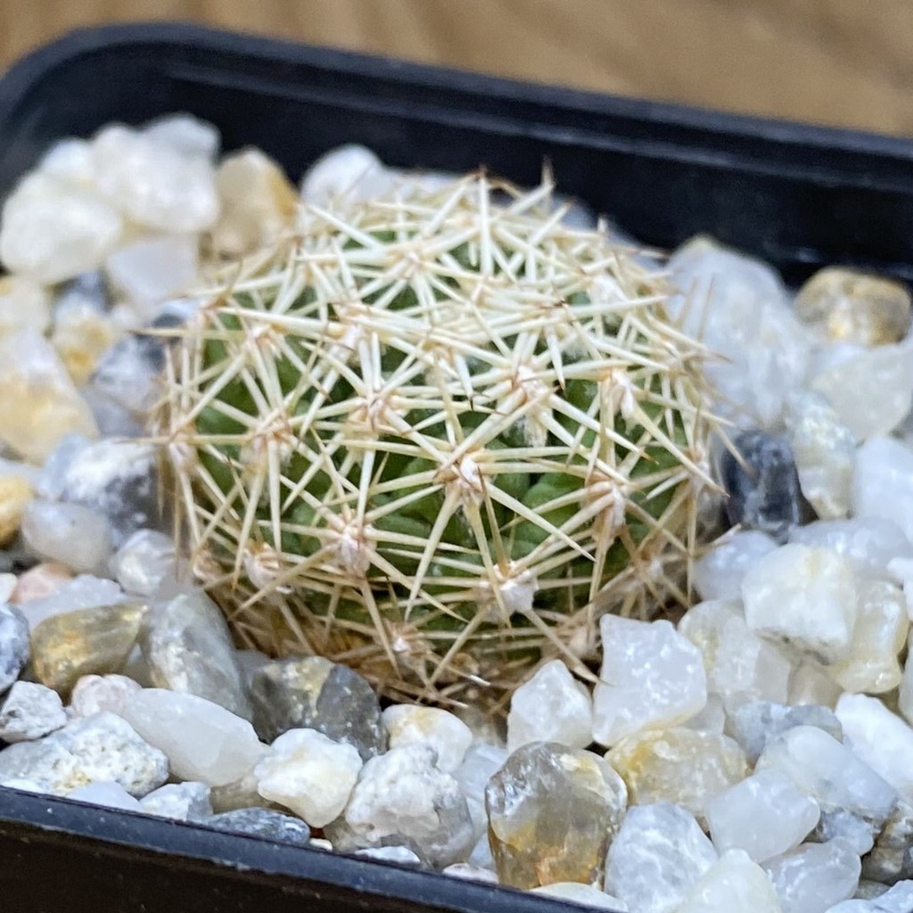 SH28260 Coryphantha aff. radians - Image 2