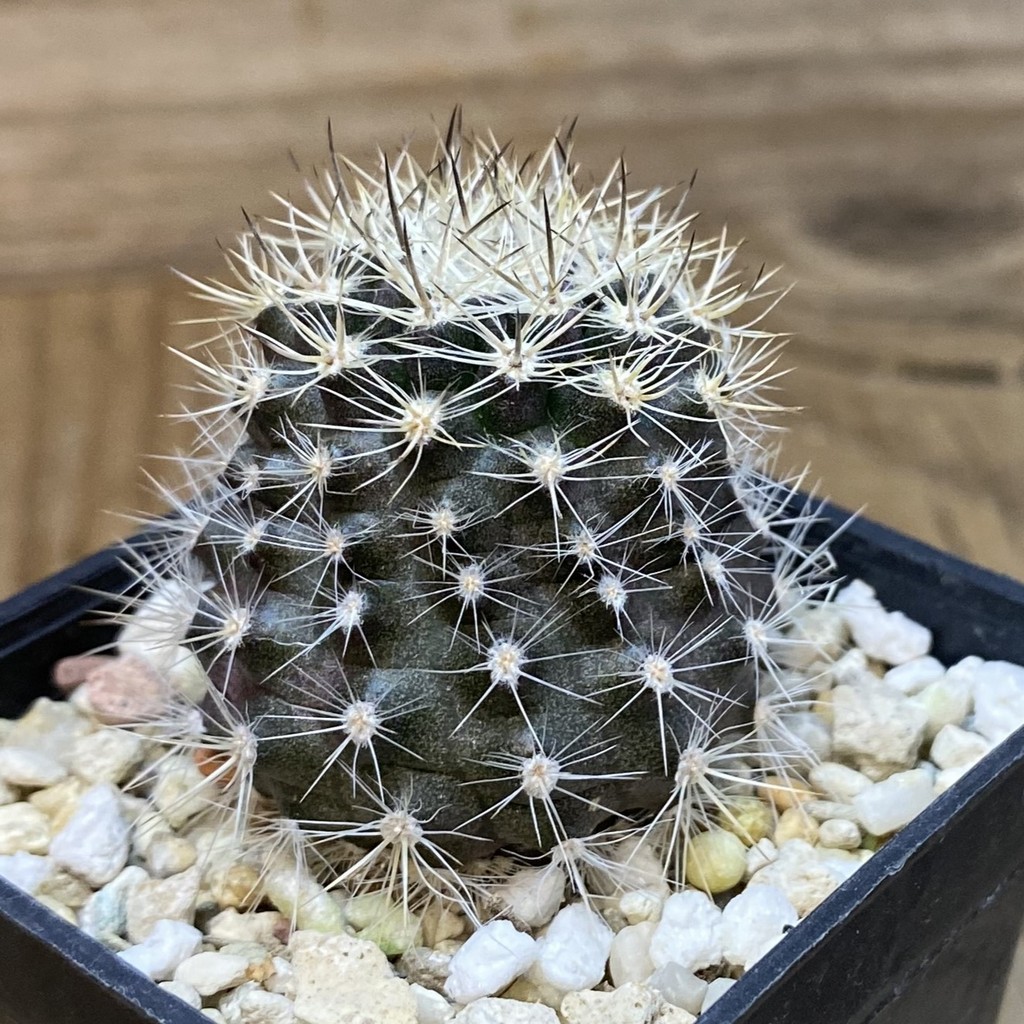 SH28261 Neoporteria eriosyzoides - Image 2