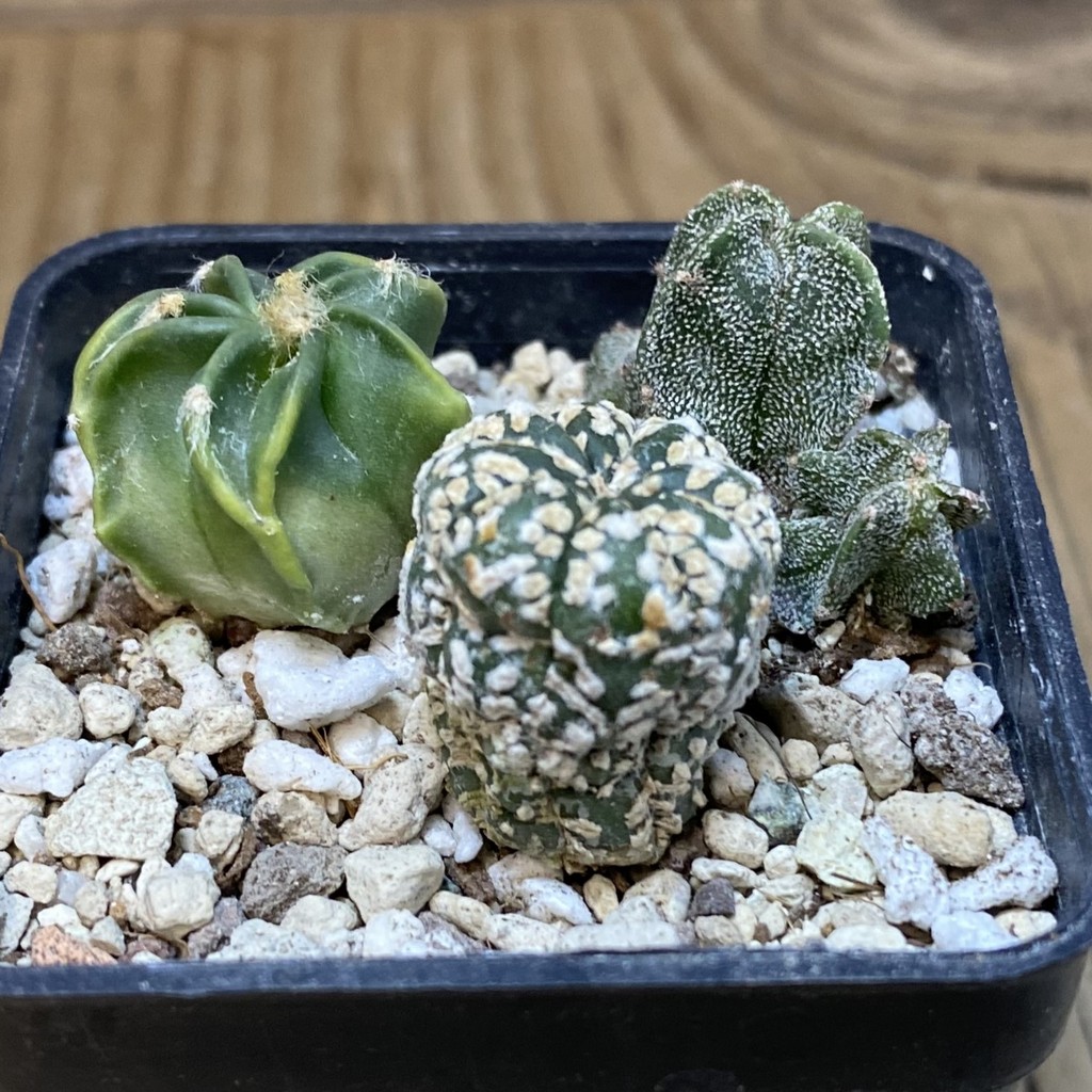 SH28262 Astrophytum mix, 3 plants - Image 2