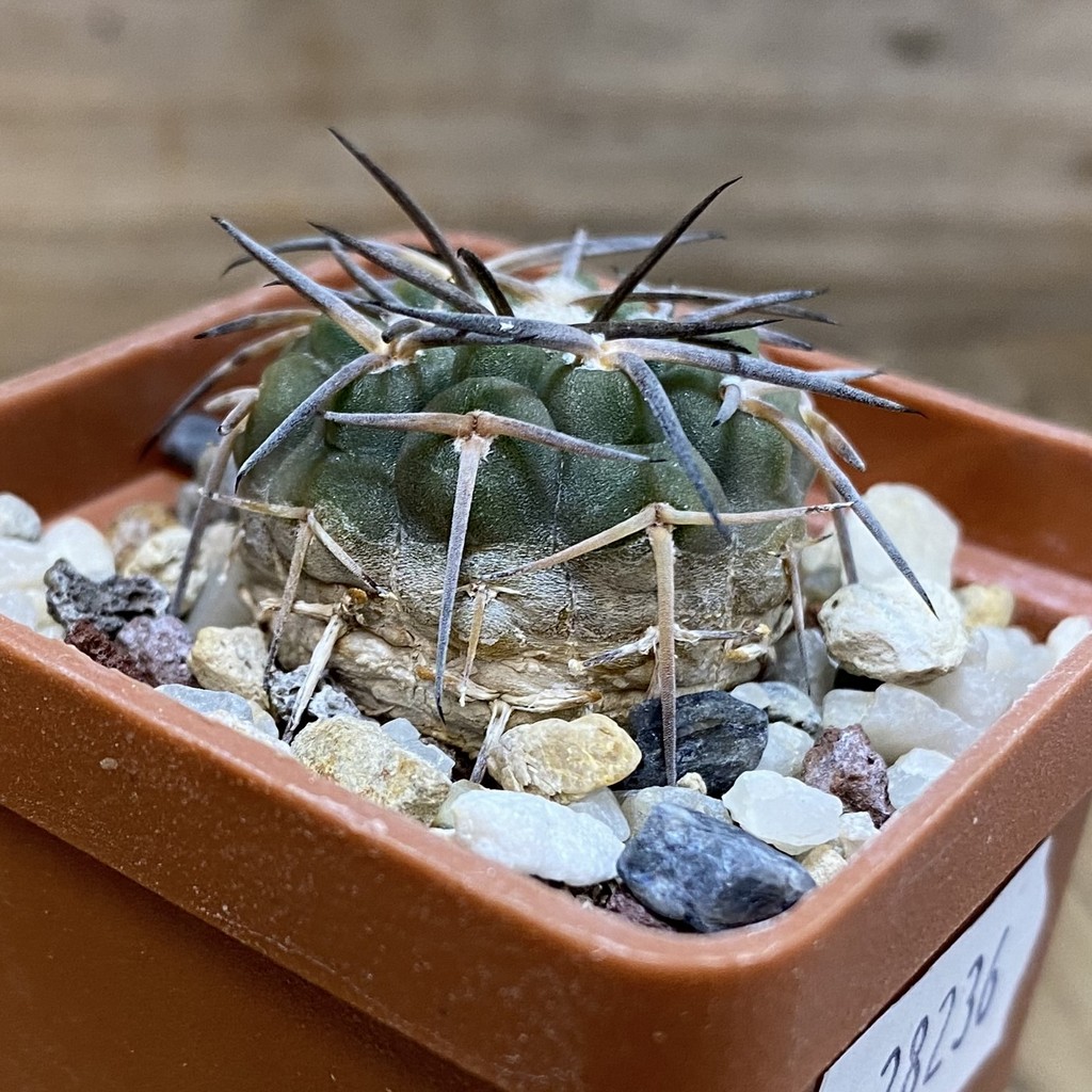 SH28236 Gymnocalycium spegazzinii v. major - Image 2