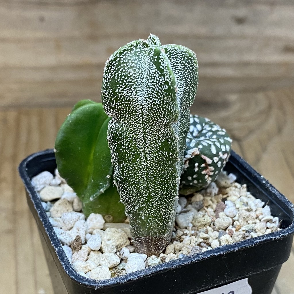 SH28263 Astrophytum mix, 3 plants - Image 2