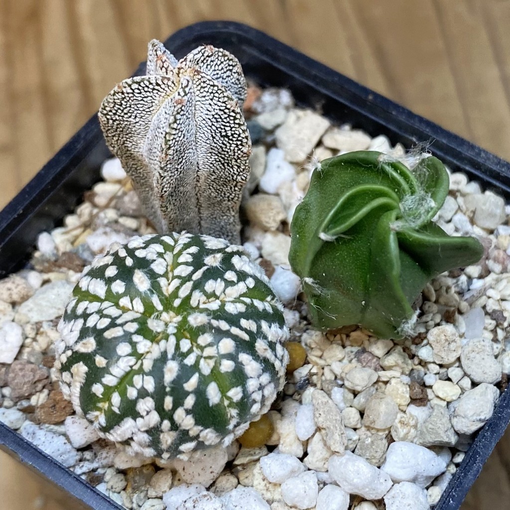 SH28264 Astrophytum mix, 3 plants