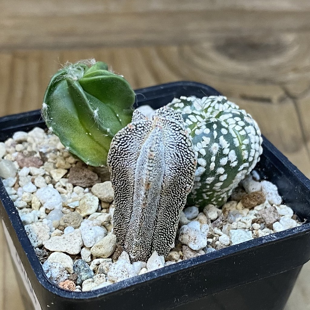 SH28264 Astrophytum mix, 3 plants - Image 2