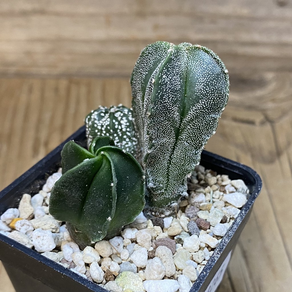SH28265 Astrophytum mix, 3 plants - Image 2