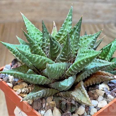 SH483 Haworthia limifolia