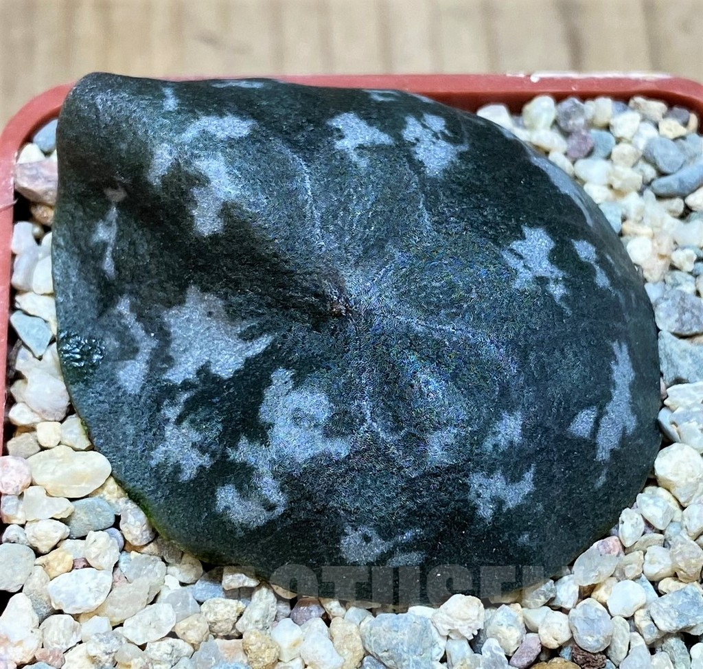 SH489 Dorstenia barnimiana v. tropaeolifolia