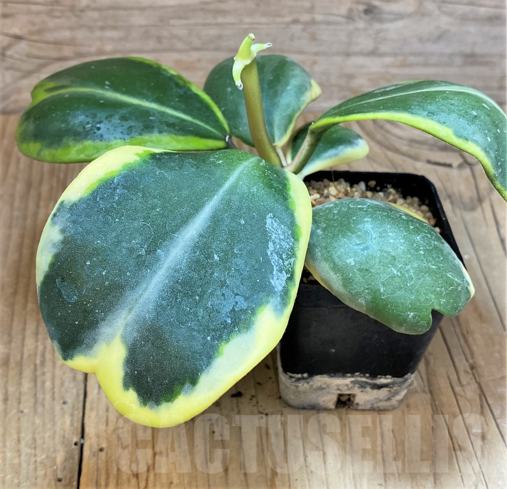 SH499 Hoya kerrii f. variegata