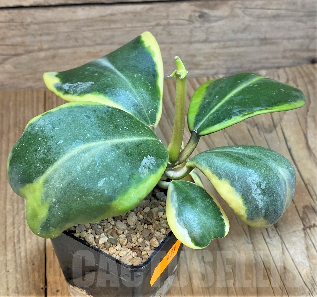 SH499 Hoya kerrii f. variegata - Image 2