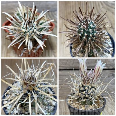 LOT920 5 SEEDS/5 СЕМЕНА  Toumeya papyracantha mix 2025