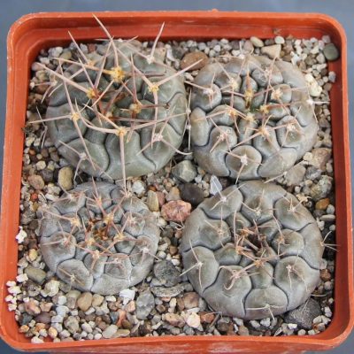 LOT1000 20 SEEDS/20 СЕМЕНА Gymnocalycium prochazkianum simile VoS05-150 harvest 2025