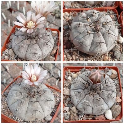 LOT1001  20 SEEDS/20 СЕМЕНА  Gymnocalycium esperanzae RS2248  2025