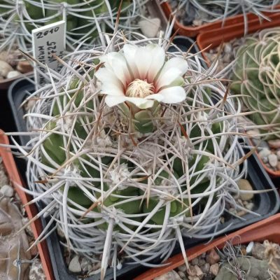 LOT1002  20 SEEDS/20 СЕМЕНА   Gymnocalycium ferox VG725  2025