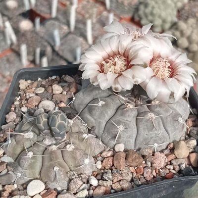 LOT1003  20 SEEDS/20 СЕМЕНА   Gymnocalycium prochazkianum GN747/4026,4027  2025