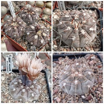 LOT1004  20 SEEDS/20 СЕМЕНА   Gymnocalycium glaucum JN496  2025