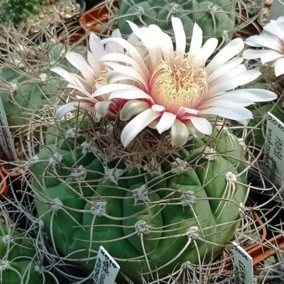 LOT1005  20 SEEDS/20 СЕМЕНА   Gymnocalycium castellanosii VG1041  2025