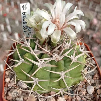 LOT1006  20 SEEDS/20 СЕМЕНА   Gymnocalycium ferox VG320A   2025