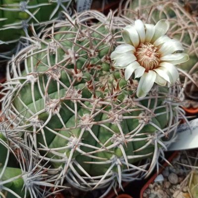LOT1007  20 SEEDS/20 СЕМЕНА   Gymnocalycium ferox GN395-1307   2025