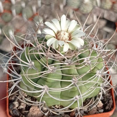 LOT1008  20 SEEDS/20 СЕМЕНА   Gymnocalycium ferox VG1082   2025