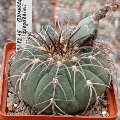 LOT1009  20 SEEDS/20 СЕМЕНА   Gymnocalycium spegazzinii LF58   2025