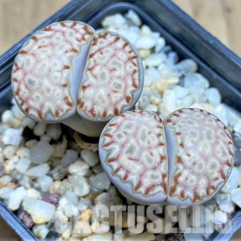 LOT101 50 SEEDS Lithops karasmontana ‘Wrinkle Freddy’