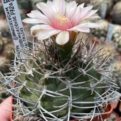 LOT1010  20 SEEDS/20 СЕМЕНА   Gymnocalycium catamarcense P72A   2025
