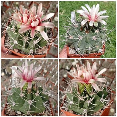 LOT1011  20 SEEDS/20 СЕМЕНА   Gymnocalycium mostii v.genseri VG341   2025