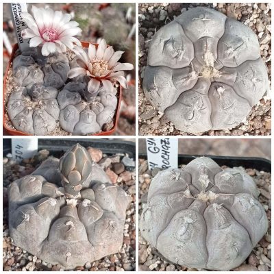 LOT1012  20 SEEDS/20 СЕМЕНА  Gymnocalycium prochazkianum VG345   2025
