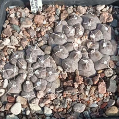 LOT1013  20 SEEDS/20 СЕМЕНА   Gymnocalycium prochazkianum GN747/4024   2025
