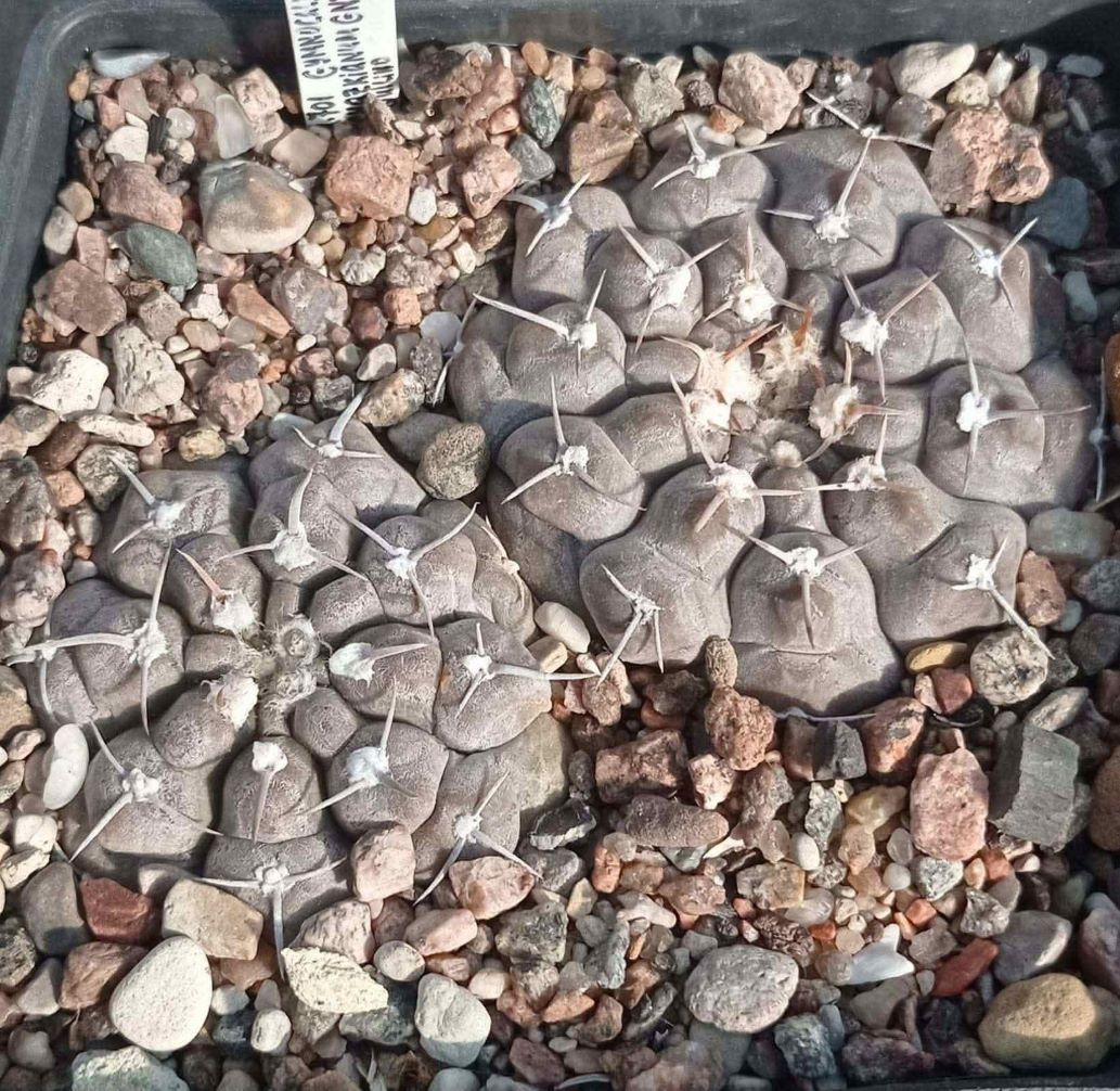LOT1013 20 SEEDS/20 СЕМЕНА Gymnocalycium prochazkianum GN747/4024 2025