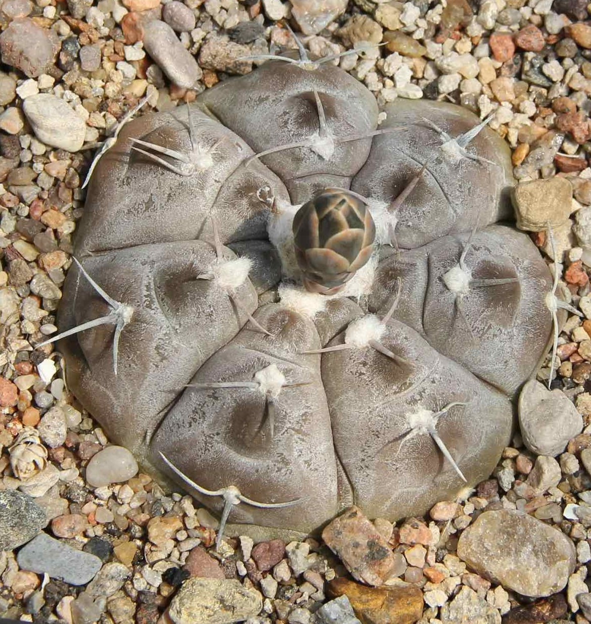 LOT1013 20 SEEDS/20 СЕМЕНА Gymnocalycium prochazkianum GN747/4024 2025 - Image 2
