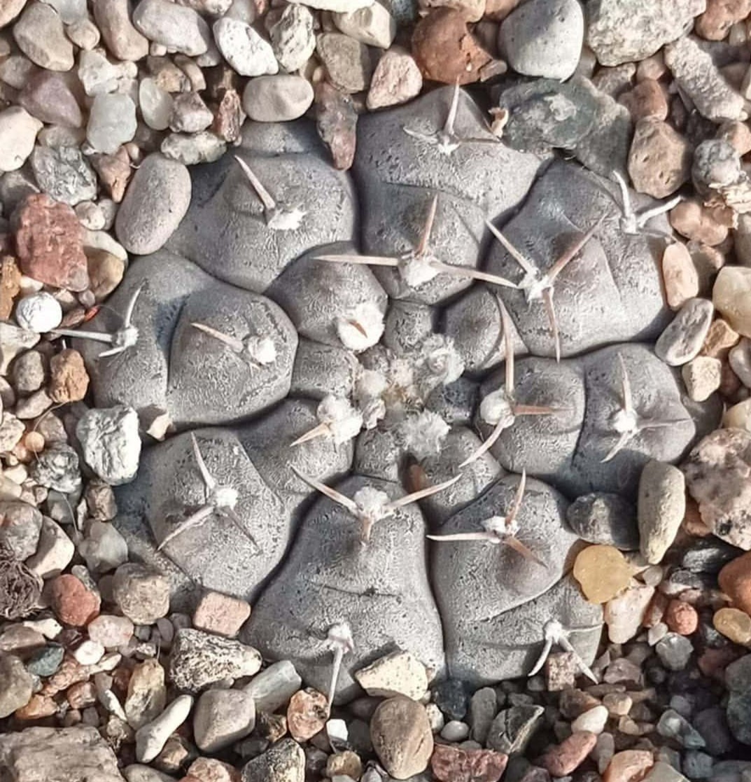 LOT1013 20 SEEDS/20 СЕМЕНА Gymnocalycium prochazkianum GN747/4024 2025 - Image 3